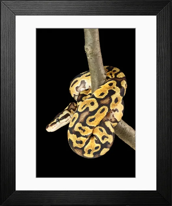 Framed Print : Ball Python (Python regius) Framed Print : Ball Python (Python regius)