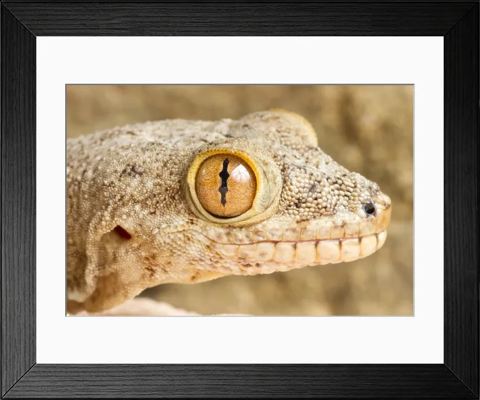 Framed Print : Crocodile Gecko (Tarentola mauritanica) Framed Print : Crocodile Gecko (Tarentola mauritanica)