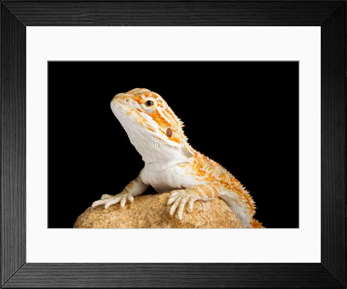 Framed Print : Bearded Dragon (Pogona sp.) on Rock