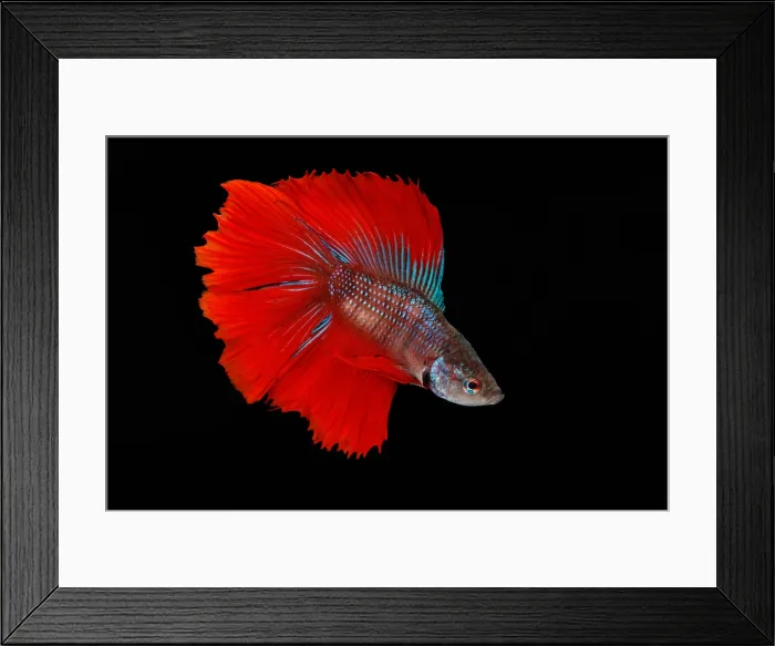 Framed Print : Red Betta Fish (Betta splendens) portrait Framed Print : Red Betta Fish (Betta splendens) portrait