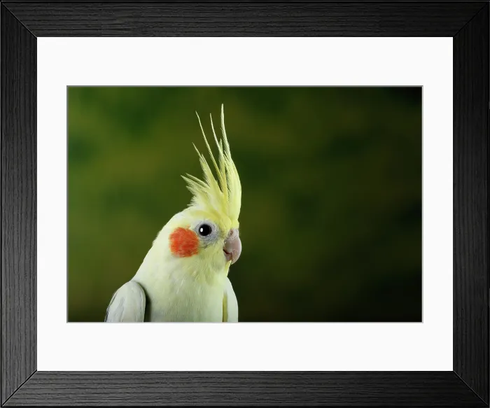Framed Print : Cockatiel (Nymphicus hollandicus)