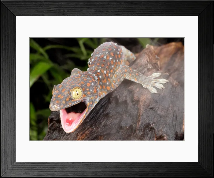 Framed Print : Tokay Gecko (Gekko gecko)