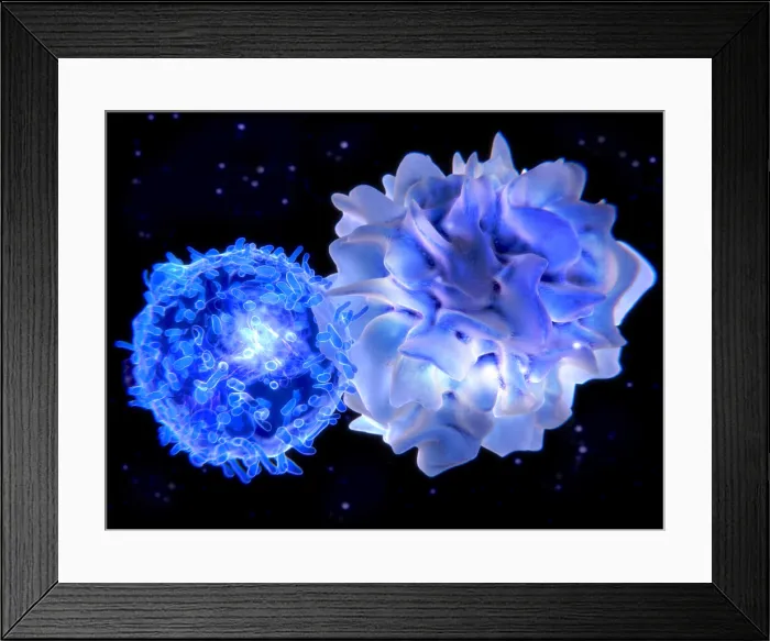 Framed Print : T-lymphocyte interacting with an antigen presenting cell (APC) Framed Print : T-lymphocyte interacting with an antigen presenting cell (APC)