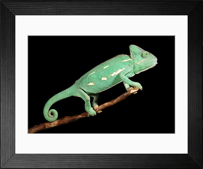 Framed Print : Veiled Chameleon on a Stick Framed Print : Veiled Chameleon on a Stick