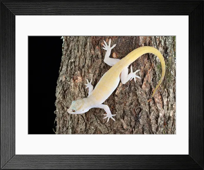 Framed Print : Golden Gecko (Gekko badenii) Framed Print : Golden Gecko (Gekko badenii)