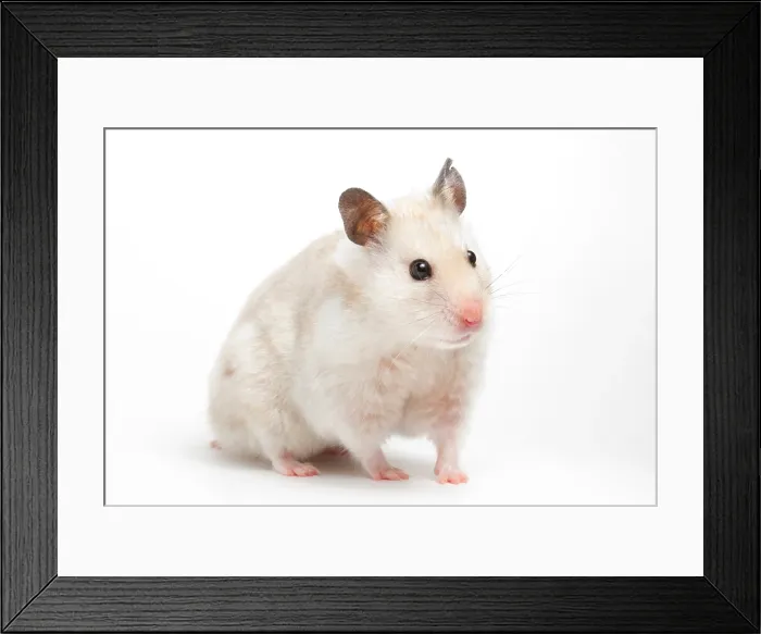 Framed Print : Syrian Hamster (Mesocricetus auratus) Framed Print : Syrian Hamster (Mesocricetus auratus)