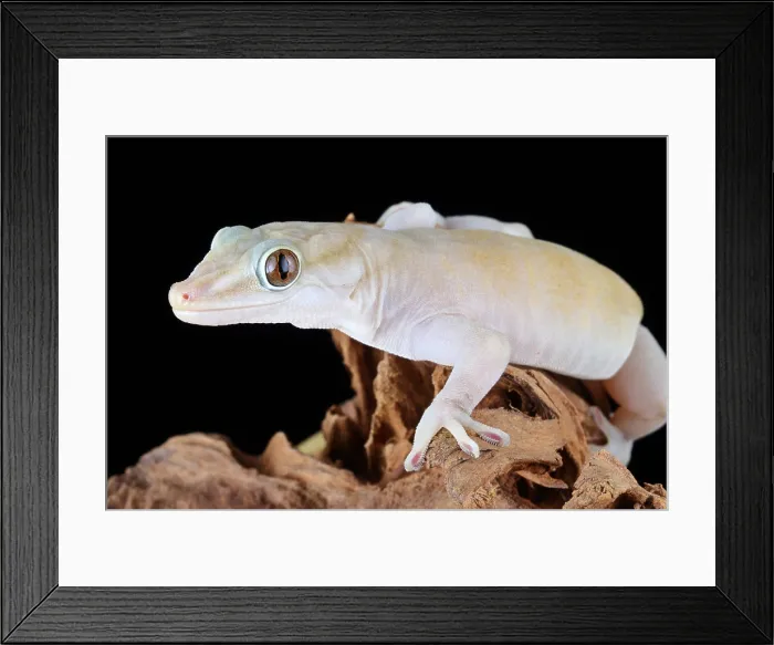 Framed Print : Golden Gecko (Gekko badenii) Framed Print : Golden Gecko (Gekko badenii)