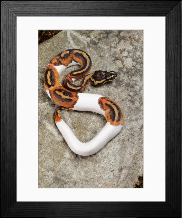 Framed Print : Piebald Ball Python on Rock