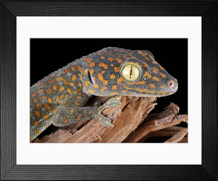 Framed Print : Tokay Gecko Framed Print : Tokay Gecko