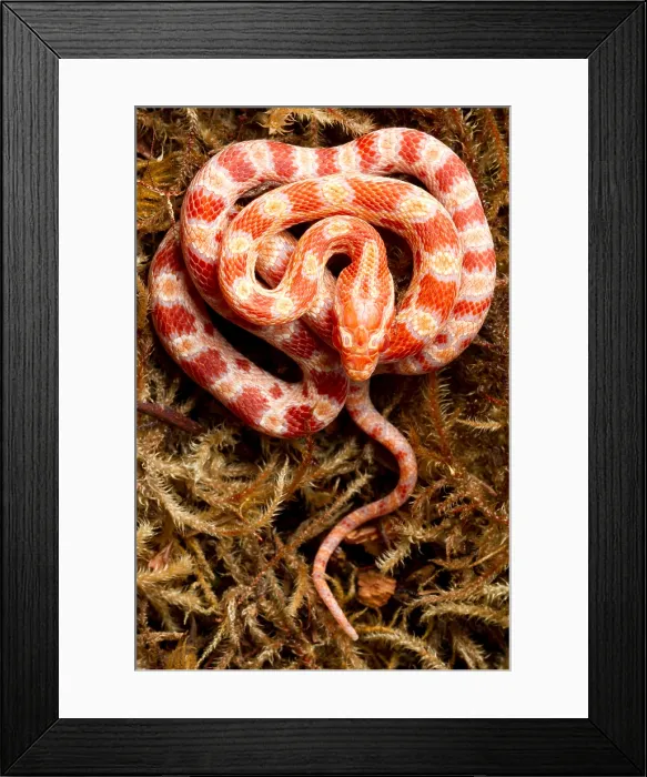Framed Print : Corn Snake (Pantherophis guttatus) on moss