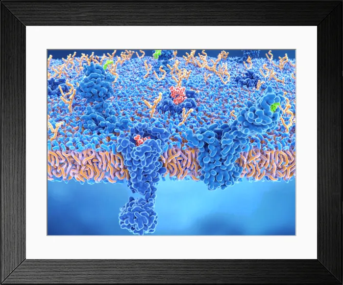 Framed Print : Two brain cell receptors: delta opioid receptor and cannabinoid receptor Framed Print : Two brain cell receptors: delta opioid receptor and cannabinoid receptor