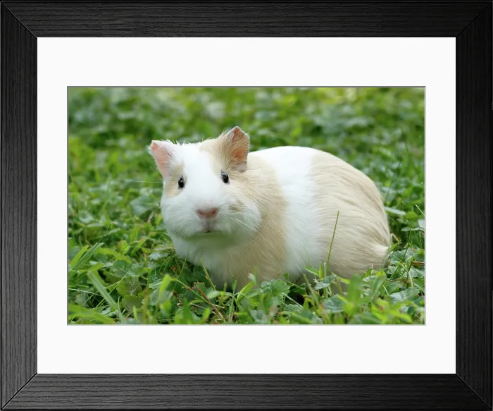 Framed Print : Guinea Pig in grass Framed Print : Guinea Pig in grass