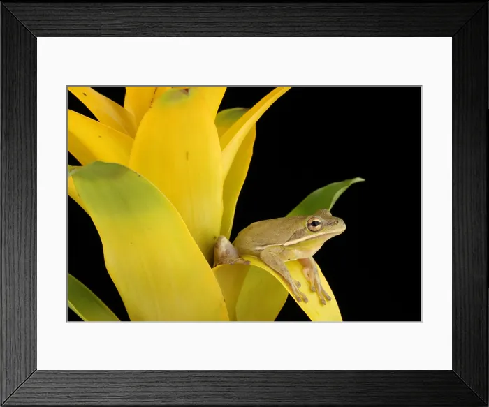Framed Print : Green Treefrog (Hyla cinerea) Framed Print : Green Treefrog (Hyla cinerea)