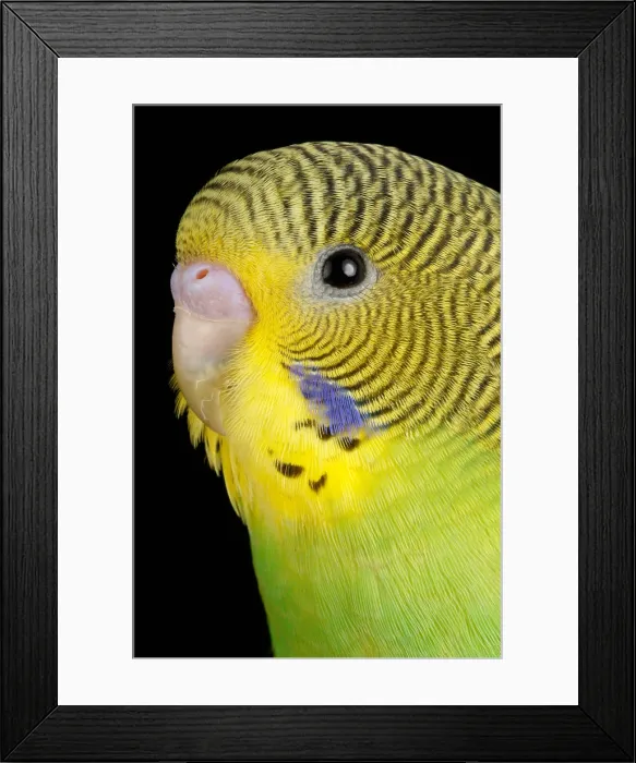 Framed Print : Budgerigar (Melopsittacus undulatus) portrait