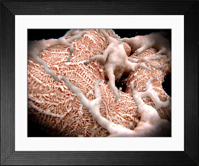 Framed Print : Podocytes on a glomerulus filtering the blood Framed Print : Podocytes on a glomerulus filtering the blood