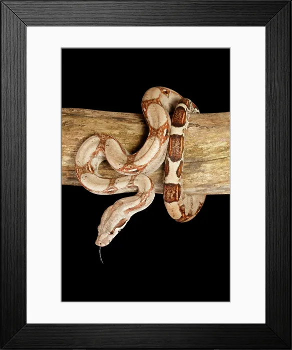 Framed Print : Colombian Red Tail Boa Constrictor on Log - Vertical