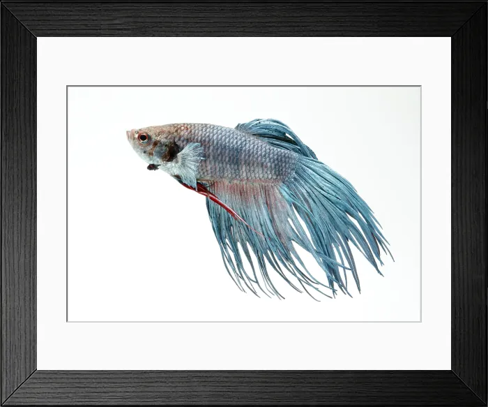 Framed Print : Siamese Fighting fish or Betta Framed Print : Siamese Fighting fish or Betta