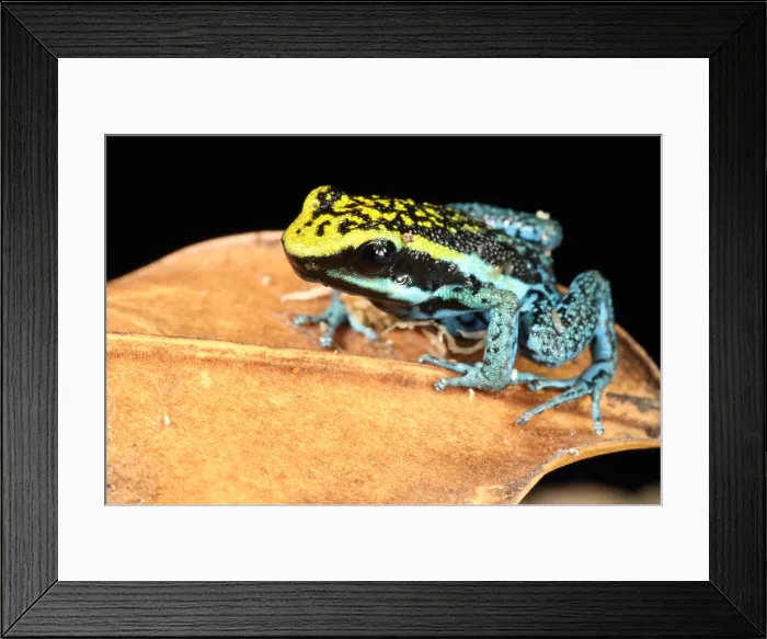 Framed Print : Peppered Poison Dart Frog Framed Print : Peppered Poison Dart Frog