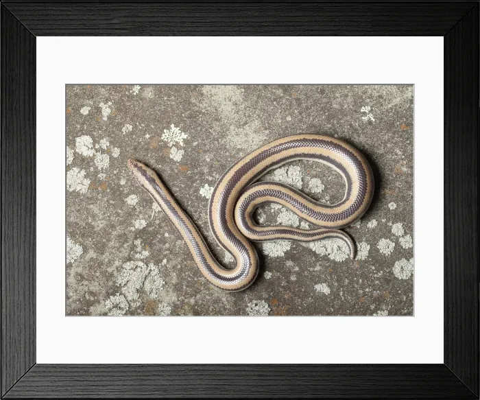 Framed Print : Rosy Boa (Lichanura trivirgata) Framed Print : Rosy Boa (Lichanura trivirgata)