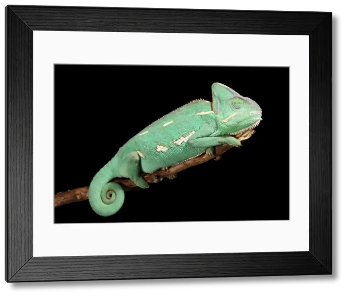 Framed Print : Veiled Chameleon resting Framed Print : Veiled Chameleon resting