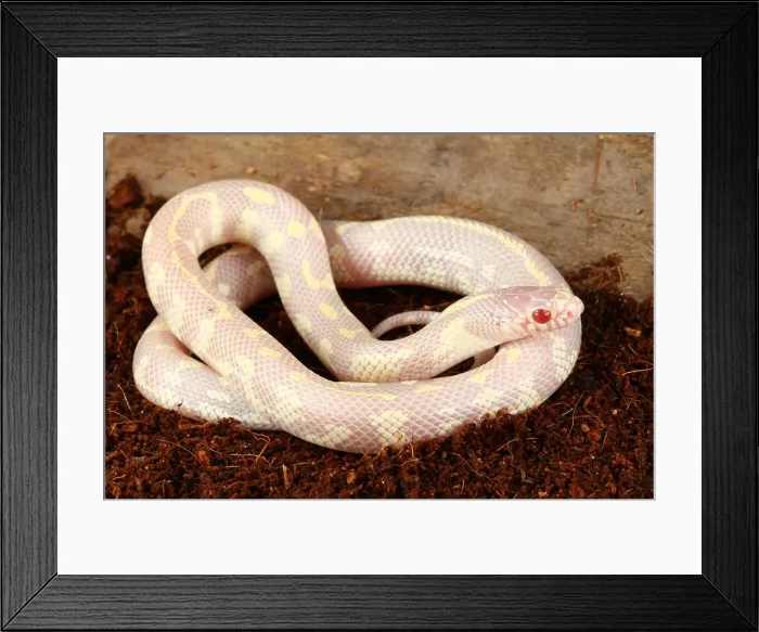 Framed Print : Albino California kingsnake