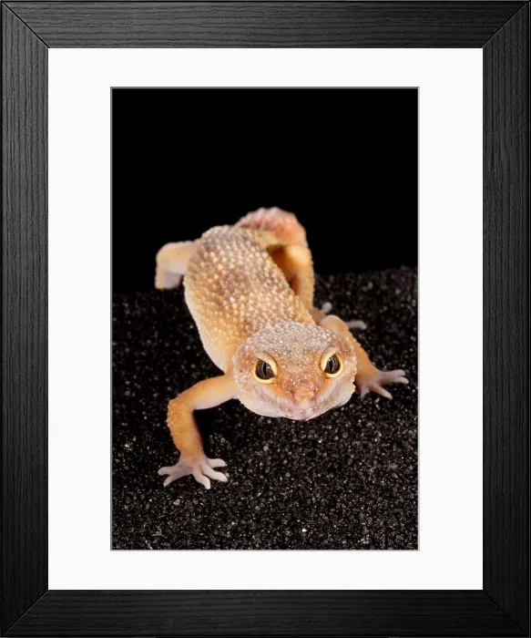 Framed Print : Leopard Gecko (Eublepharis macularius) Framed Print : Leopard Gecko (Eublepharis macularius)