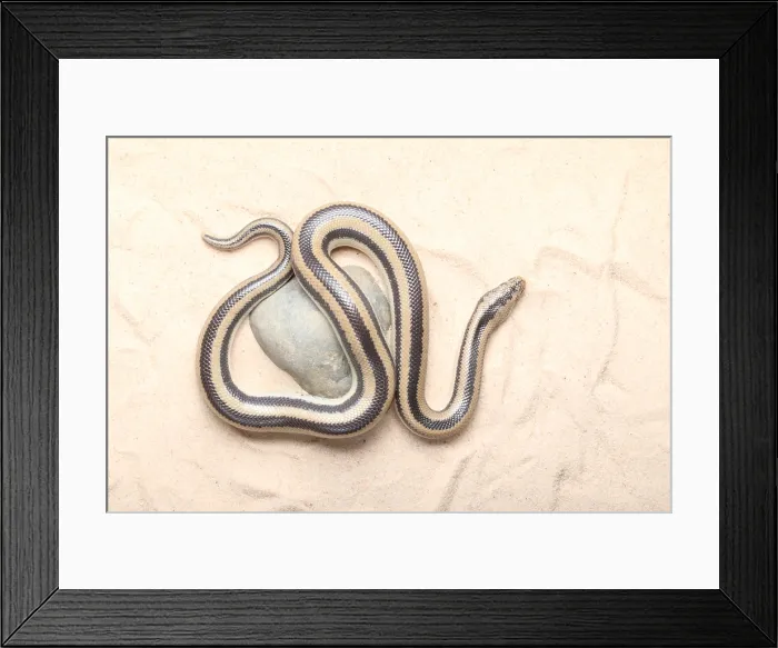Framed Print : Rosy Boa (Lichanura trivirgata) Framed Print : Rosy Boa (Lichanura trivirgata)