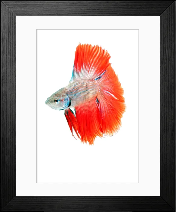 Framed Print : Red Betta Fish (Betta splendens) portrait Framed Print : Red Betta Fish (Betta splendens) portrait