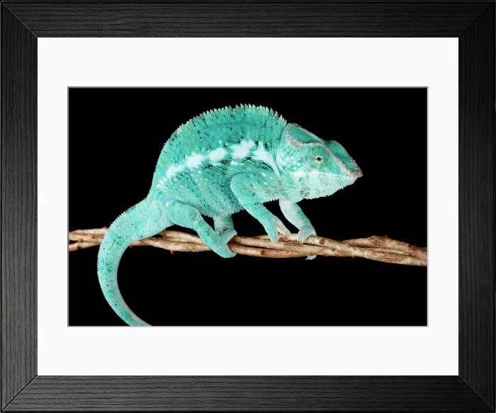 Framed Print : Blue Panther Chameleon on Branch Framed Print : Blue Panther Chameleon on Branch