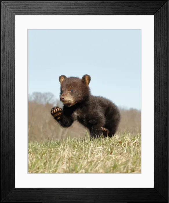 Framed Print : American Black Bear Cub Running Framed Print : American Black Bear Cub Running