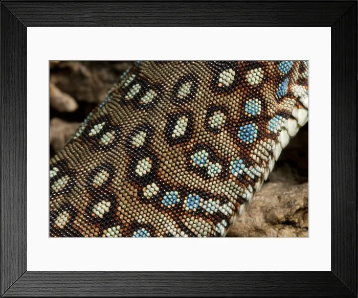 Framed Print : Ocellated Lizard (Timon lepidus) scale detail Framed Print : Ocellated Lizard (Timon lepidus) scale detail