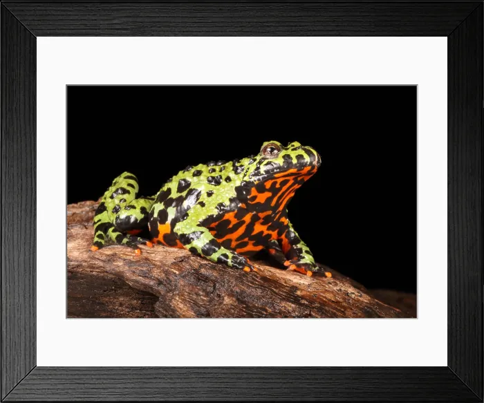 Framed Print : Fire Bellied Toad (Bombina orientalis)