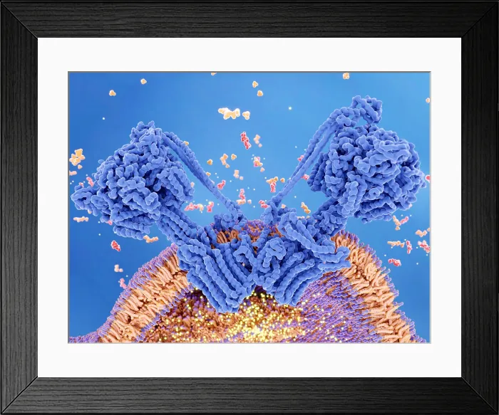 Framed Print : ATP synthase dimer on the inner mitochondrial membrane Framed Print : ATP synthase dimer on the inner mitochondrial membrane