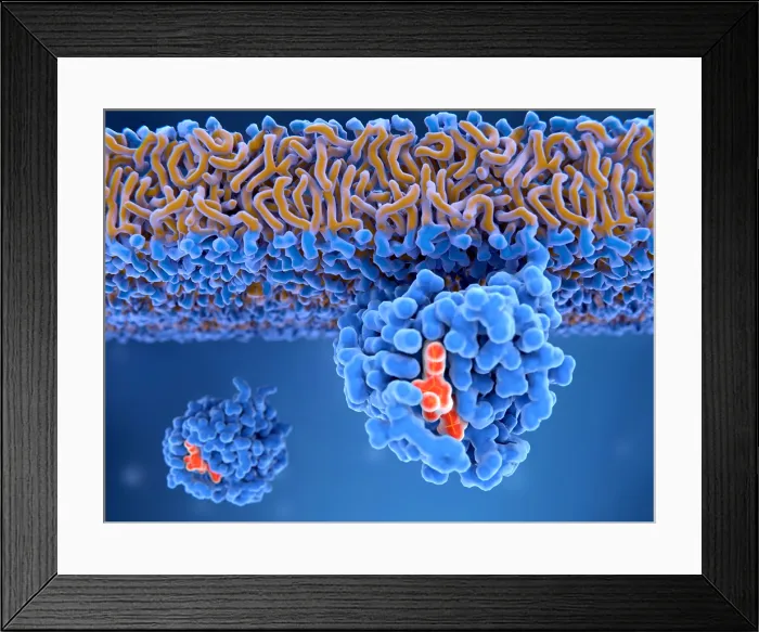 Framed Print : Activated Ras protein attached to the cell membrane Framed Print : Activated Ras protein attached to the cell membrane