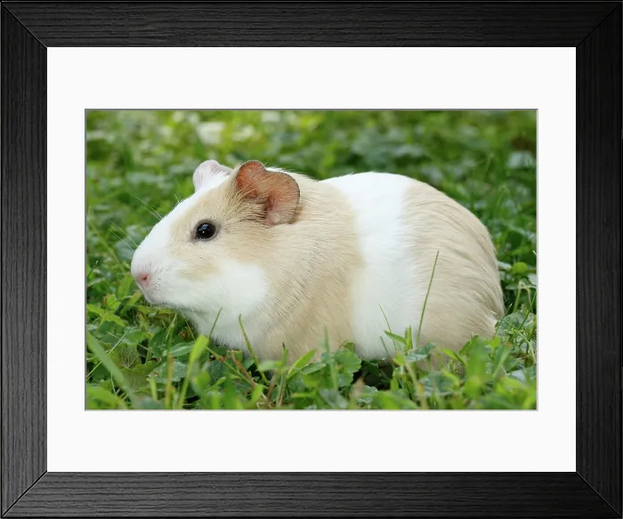 Framed Print : Guinea Pig in grass Framed Print : Guinea Pig in grass