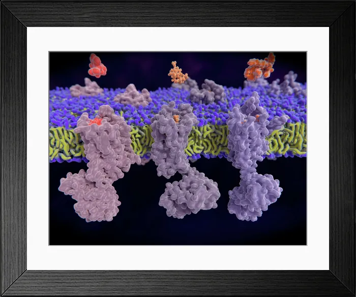 Framed Print : Opioid receptors, illustration