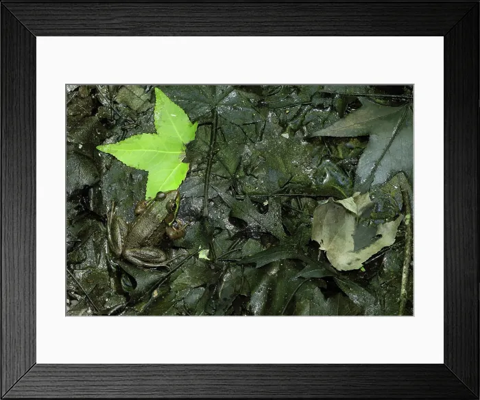 Framed Print : Northern Green Frog blending in with surrondings Framed Print : Northern Green Frog blending in with surrondings