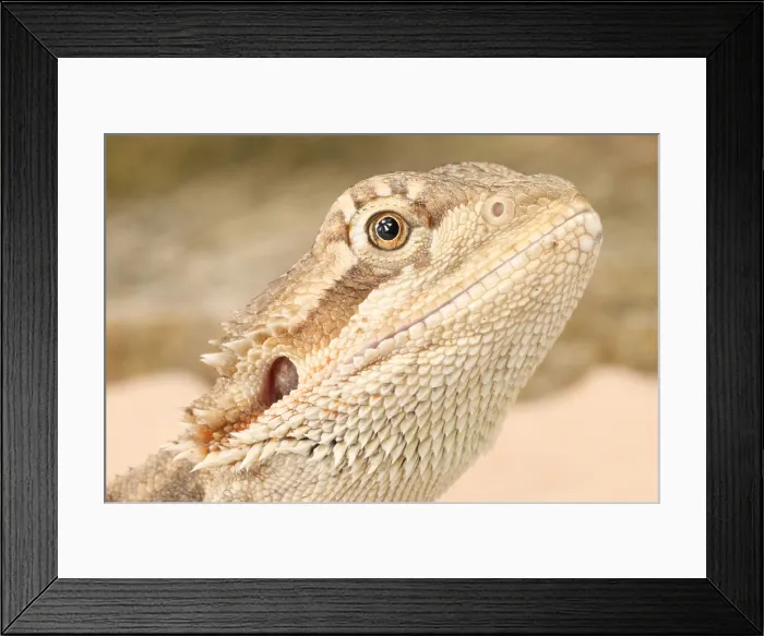 Framed Print : Bearded Dragon (Pogona sp.) Framed Print : Bearded Dragon (Pogona sp.)