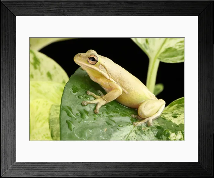 Framed Print : Green Treefrog (Hyla cinerea) Framed Print : Green Treefrog (Hyla cinerea)