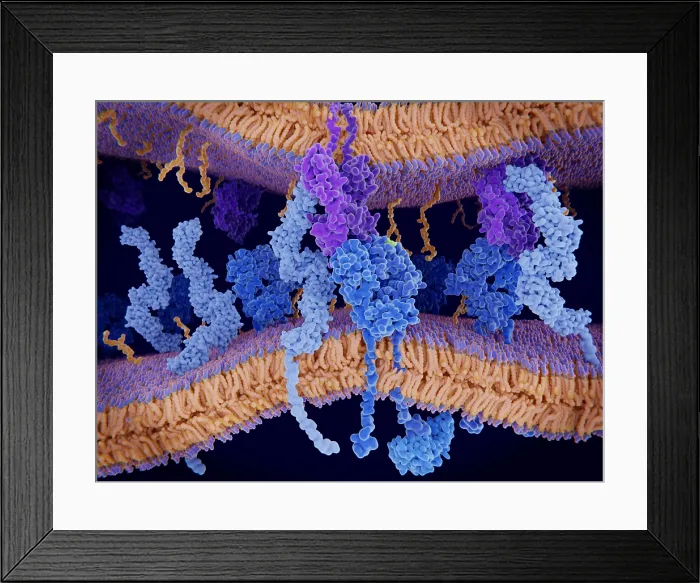 Framed Print : Activation of the immune response to antigens through the complex between a T-cell receptor, an MHC II-antigen and a CD4 protein Framed Print : Activation of the immune response to antigens through the complex between a T-cell receptor, an MHC II-antigen and a CD4 protein