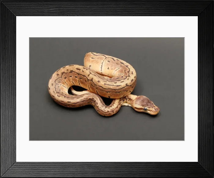 Framed Print : Ball Python (Python regius) Framed Print : Ball Python (Python regius)