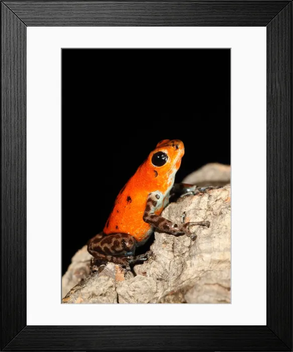 Framed Print : Poison Dart Frog (Oophaga pumilio) Framed Print : Poison Dart Frog (Oophaga pumilio)