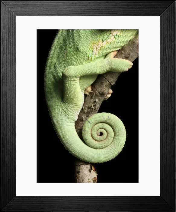 Framed Print : Veiled Chameleon tail detail Framed Print : Veiled Chameleon tail detail