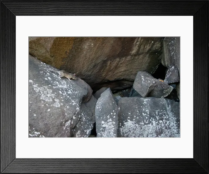 Framed Print : Allegheny Woodrat in habitat Framed Print : Allegheny Woodrat in habitat