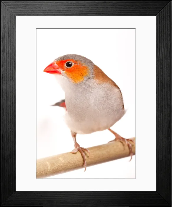 Framed Print : Orange-cheeked waxbill (Estrilda melpoda) Framed Print : Orange-cheeked waxbill (Estrilda melpoda)