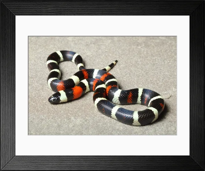 Framed Print : Pueblan Milk Snake (L. triangulum campbelli) Framed Print : Pueblan Milk Snake (L. triangulum campbelli)