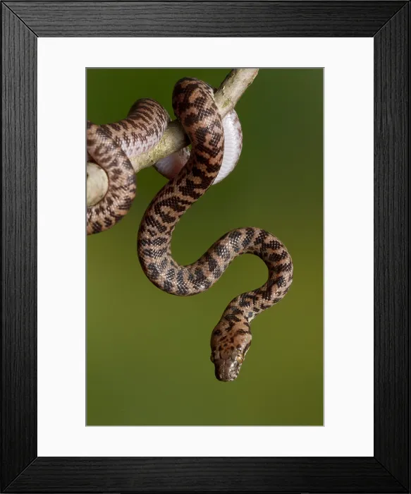 Framed Print : Spotted Python (Antaresia maculosa) on branch Framed Print : Spotted Python (Antaresia maculosa) on branch