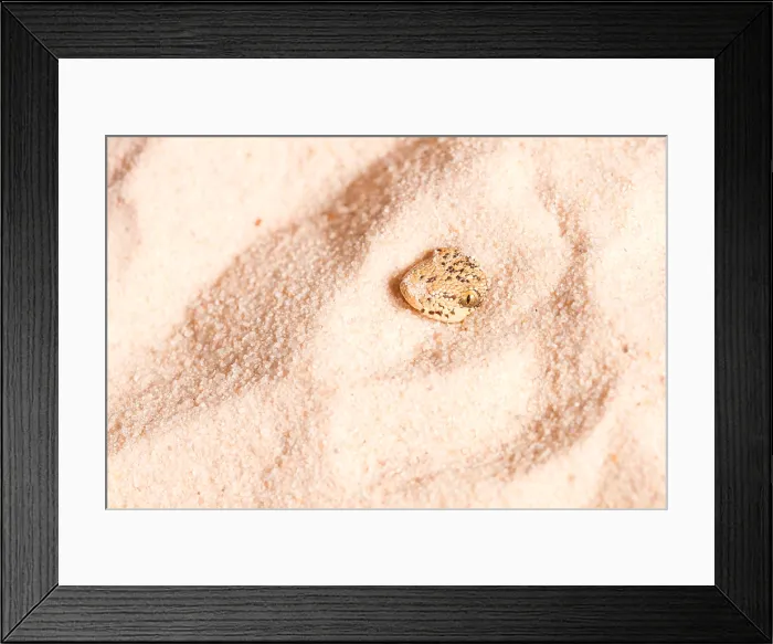 Framed Print : Kenyan Sand Boa (Eryx colubrinus)