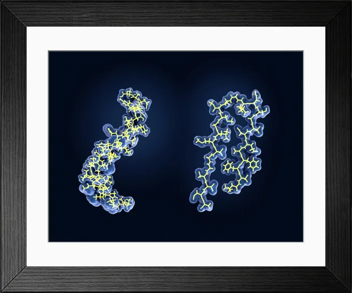 Framed Print : Amyloid beta peptide, model Framed Print : Amyloid beta peptide, model