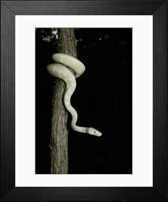 Framed Print : Albino Ball Python climbing tree Framed Print : Albino Ball Python climbing tree